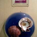 Музей морских раковин фото номер 10