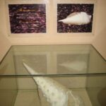 Музей морских раковин фото номер 15