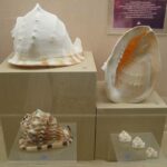 Музей морских раковин фото