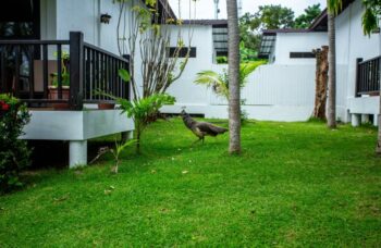 Экскурсия на острова Рача с Пхукета фото №16