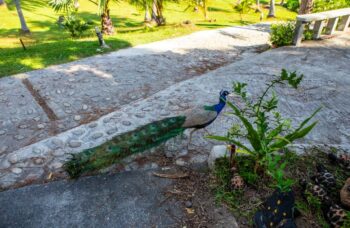 Экскурсия на острова Рача с Пхукета фото №17