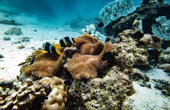 Дайвинг на Пхукете фото №3