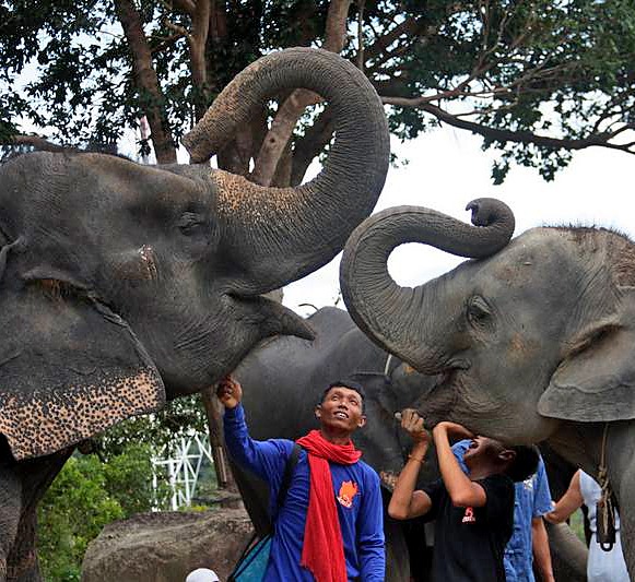 Слоновая ферма на Пхукете, сафари на слонах