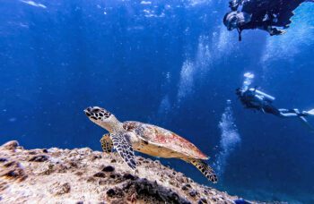 Дайвинг на Пхукете фото №7