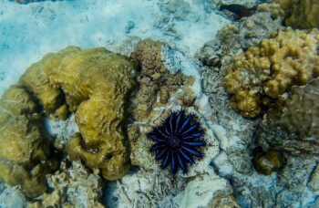 Экскурсия на острова Пхи Пхи с Пхукета фото №8