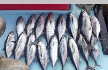 Морская рыбалка на Пхукете фото №8