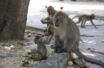 Экскурсия в провинцию Пханг Нга фото №9