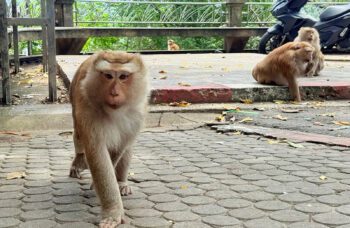 Обзорная Экскурсия по Пхукету фото №9