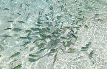 Экскурсия на острова Пхи Пхи с Пхукета фото №10