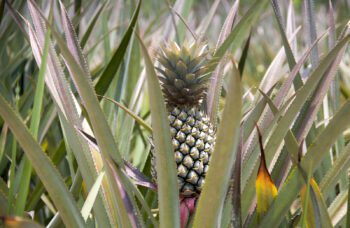 Экскурсия в национальный парк Као Лак фото №10