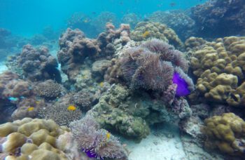 Экскурсия на острова Пхи Пхи с Пхукета фото №10