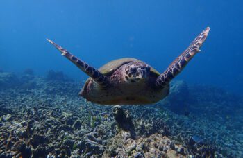 Экскурсия на остров Сурин фото №11