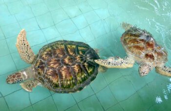 Экскурсия в национальный парк Као Лак фото №11