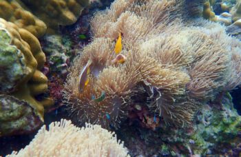 Дайвинг на Пхукете фото №12