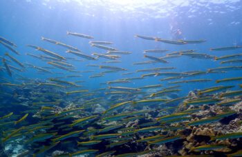 Экскурсия на острова Ко Рок и Ко Хаа фото №12