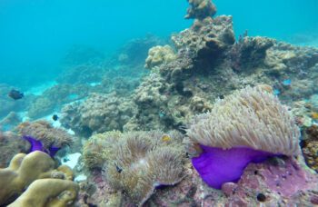 Экскурсия на острова Пхи Пхи с Пхукета фото №12