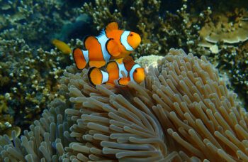 Экскурсия на остров Сурин фото №15