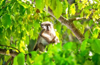 Экскурсия на острова Пхи Пхи с Пхукета фото №16