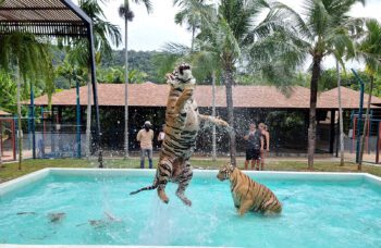 Обзорная Экскурсия по Пхукету фото №16