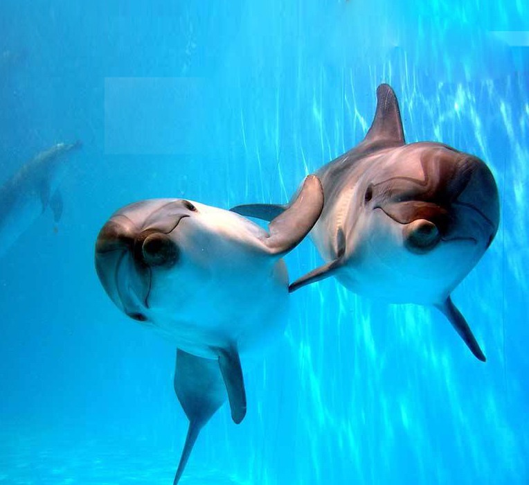 Дельфинарий на Пхукете «Немо»