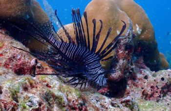 Экскурсия на остров Сурин фото №17