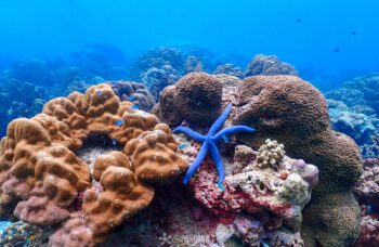 Экскурсия на остров Сурин фото №18