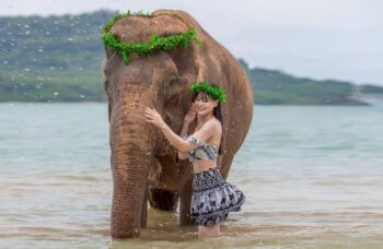 Слоновая ферма на Пхукете, сафари на слонах фото №1