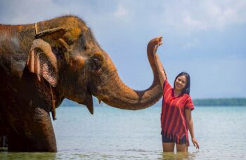 Слоновая ферма на Пхукете, сафари на слонах фото №3