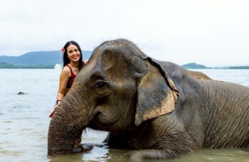 Слоновая ферма на Пхукете, сафари на слонах фото №12