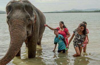 Слоновая ферма на Пхукете, сафари на слонах фото №11
