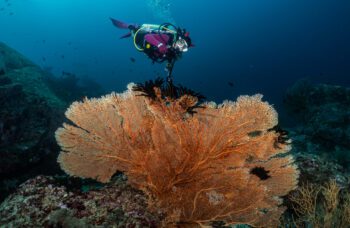 Экскурсия с Пхукета на Симиланские острова фото №13