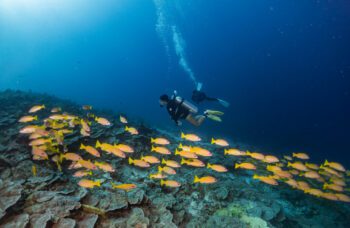 Экскурсия с Пхукета на Симиланские острова фото №14