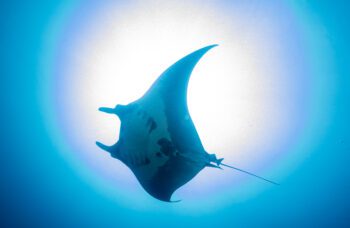 Экскурсия с Пхукета на Симиланские острова фото №15