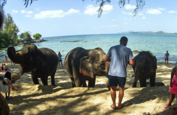 Слоновая ферма на Пхукете, сафари на слонах фото №10
