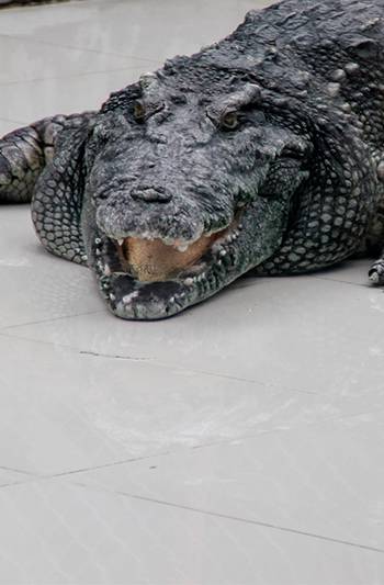 Экскурсия на крокодиловую ферму Пхукета