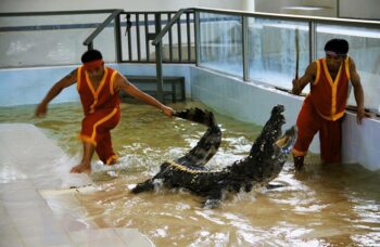 Крокодиловая ферма на Пхукете фото №8