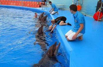 Дельфинарий на Пхукете (Phuket Dolphin show) фото №15