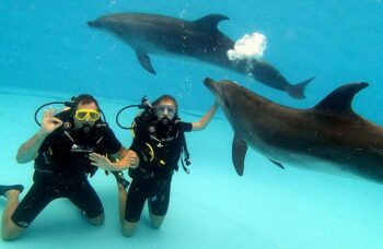 Дельфинарий на Пхукете (Phuket Dolphin show) фото №13