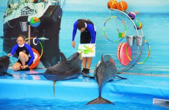 Дельфинарий на Пхукете (Phuket Dolphin show) фото №12