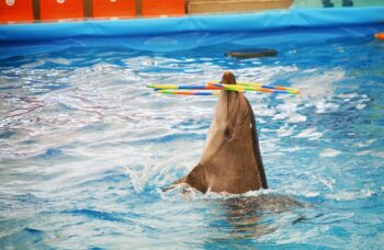 Дельфинарий на Пхукете (Phuket Dolphin show) фото №11