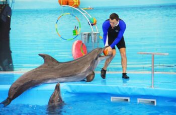 Дельфинарий на Пхукете (Phuket Dolphin show) фото №10