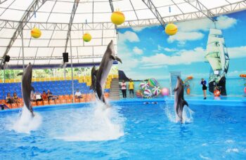 Дельфинарий на Пхукете (Phuket Dolphin show) фото №9