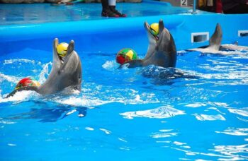 Дельфинарий на Пхукете (Phuket Dolphin show) фото №26