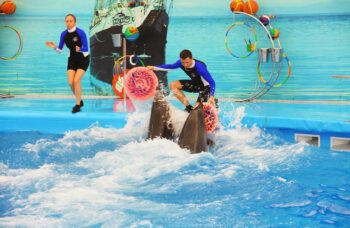 Дельфинарий на Пхукете (Phuket Dolphin show) фото №7