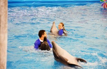 Дельфинарий на Пхукете (Phuket Dolphin show) фото №5