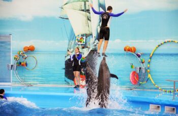 Дельфинарий на Пхукете (Phuket Dolphin show) фото №4