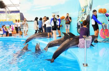 Дельфинарий на Пхукете (Phuket Dolphin show) фото №1