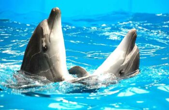 Дельфинарий на Пхукете (Phuket Dolphin show) фото №24