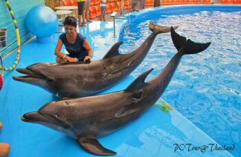 Дельфинарий на Пхукете (Phuket Dolphin show) фото №23