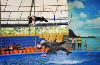Дельфинарий на Пхукете (Phuket Dolphin show) фото №22